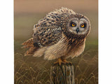 Short eared owl | Original Painting