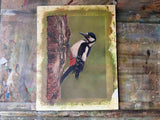 NOW SOLD Great Spotted Woodpecker | Original Painting