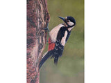 NOW SOLD Great Spotted Woodpecker | Original Painting