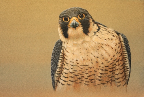 Peregrine painted by Robert E Fuller