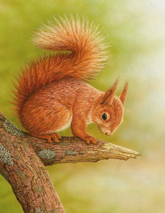 red squirrel awareness week