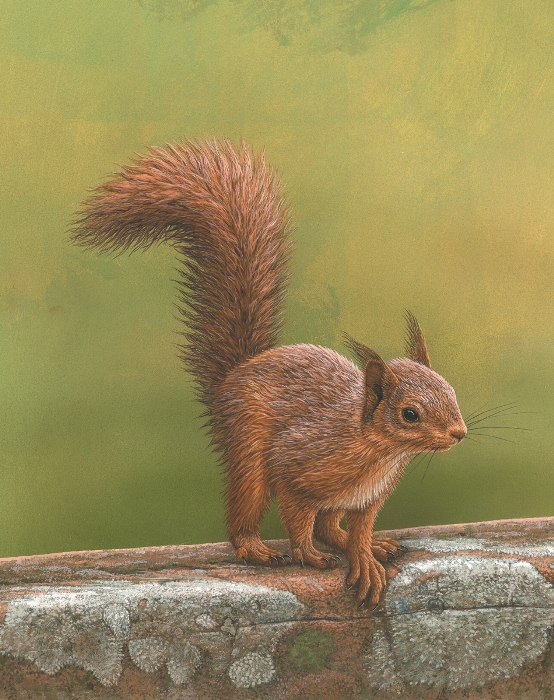 red squirrel awareness week 