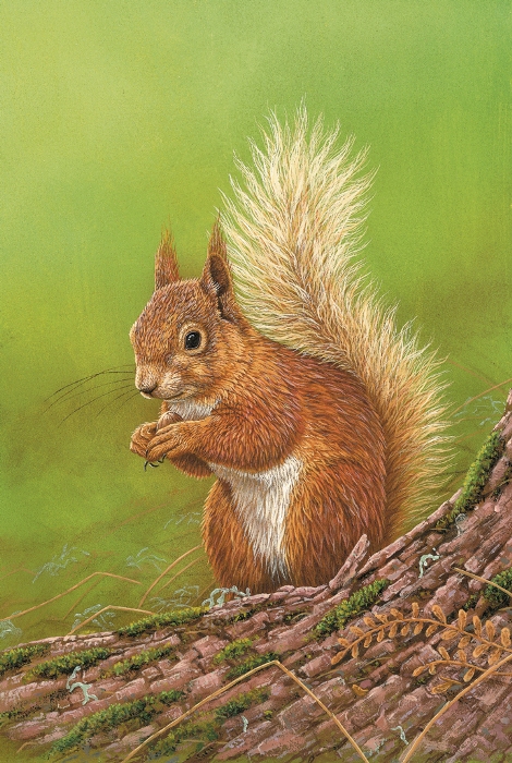 paintings of red squirrels