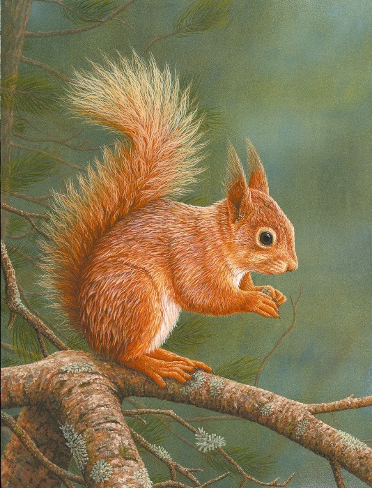 red squirrel awareness week 