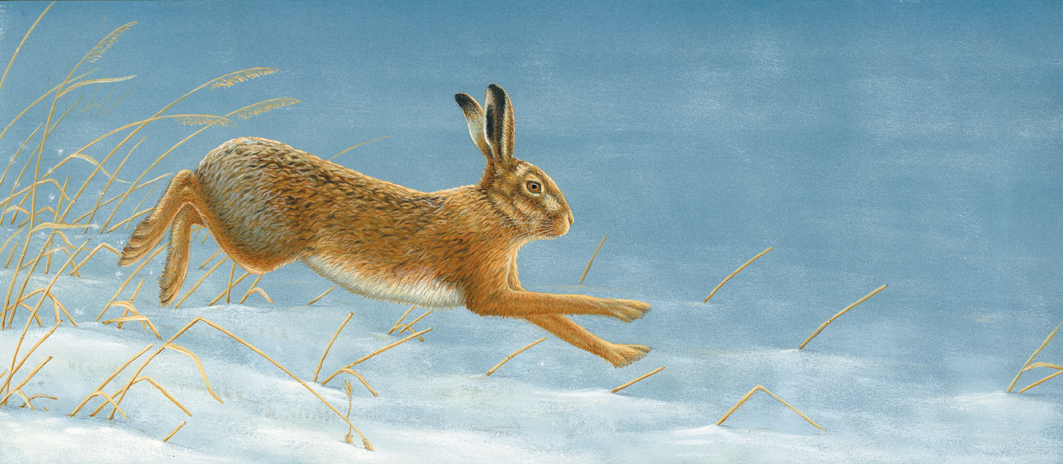 hare in snow painting