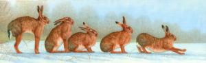 hares in snow paintings