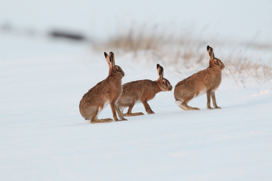 hares photographed in snow for paitnigs