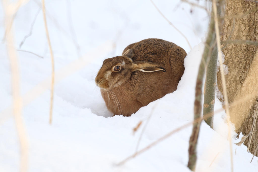 photographic study of hare in snow for painting