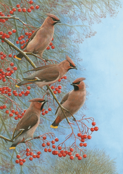 paiting of a group of waxwings on a branch with berries