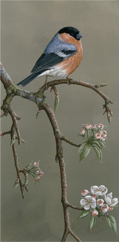 painting of bullfinch perched on branch with pale pink apple blossom flowers below