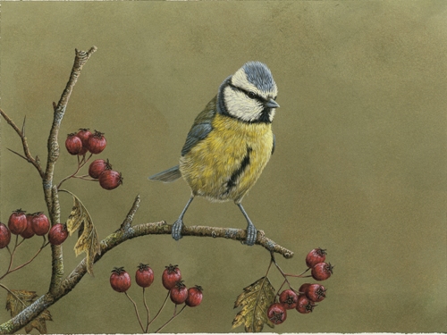painting of blue tit bird perched on hawthorn branch with berries muted green background