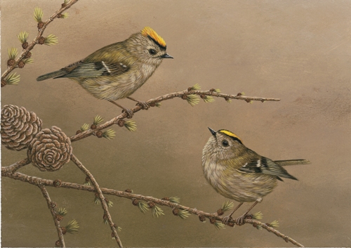painting of two goldcrest birds perched on larch style is of muted colours with soft background