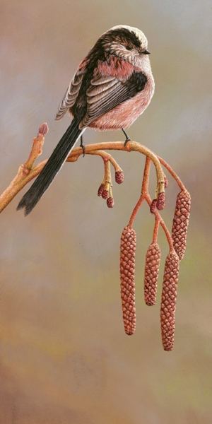 painting of long tailed tit perched on catkin
