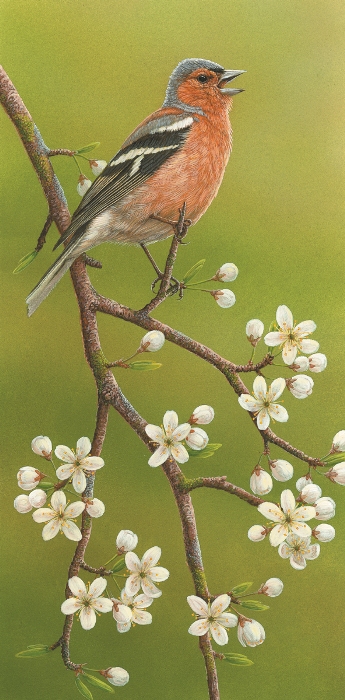 Song bird dawn chorus chaffinch painting by Robert E Fuller: Chaffinch