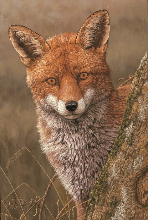 painting of fox by wildlife artist Robert E Fuller. Fox looking out from behind tree straight at viewer