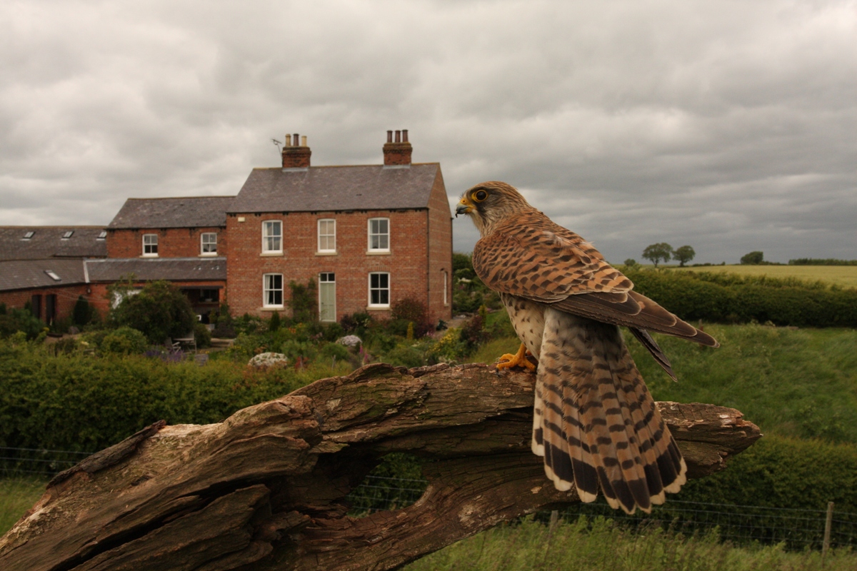 Thirsk Birds of Prey Centre - All You Need to Know BEFORE You Go (with  Photos)