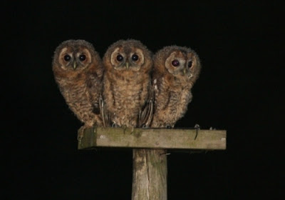 get birds of prey to feed in your garden tawny owls