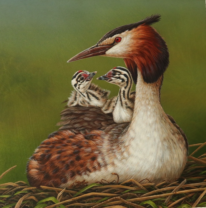 painting of great crested grebe on nest with two stripy chicks on back