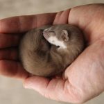 Fidget: The pet weasel's story to startdom