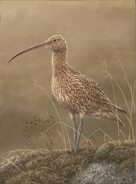 painting of curlew against dull sky