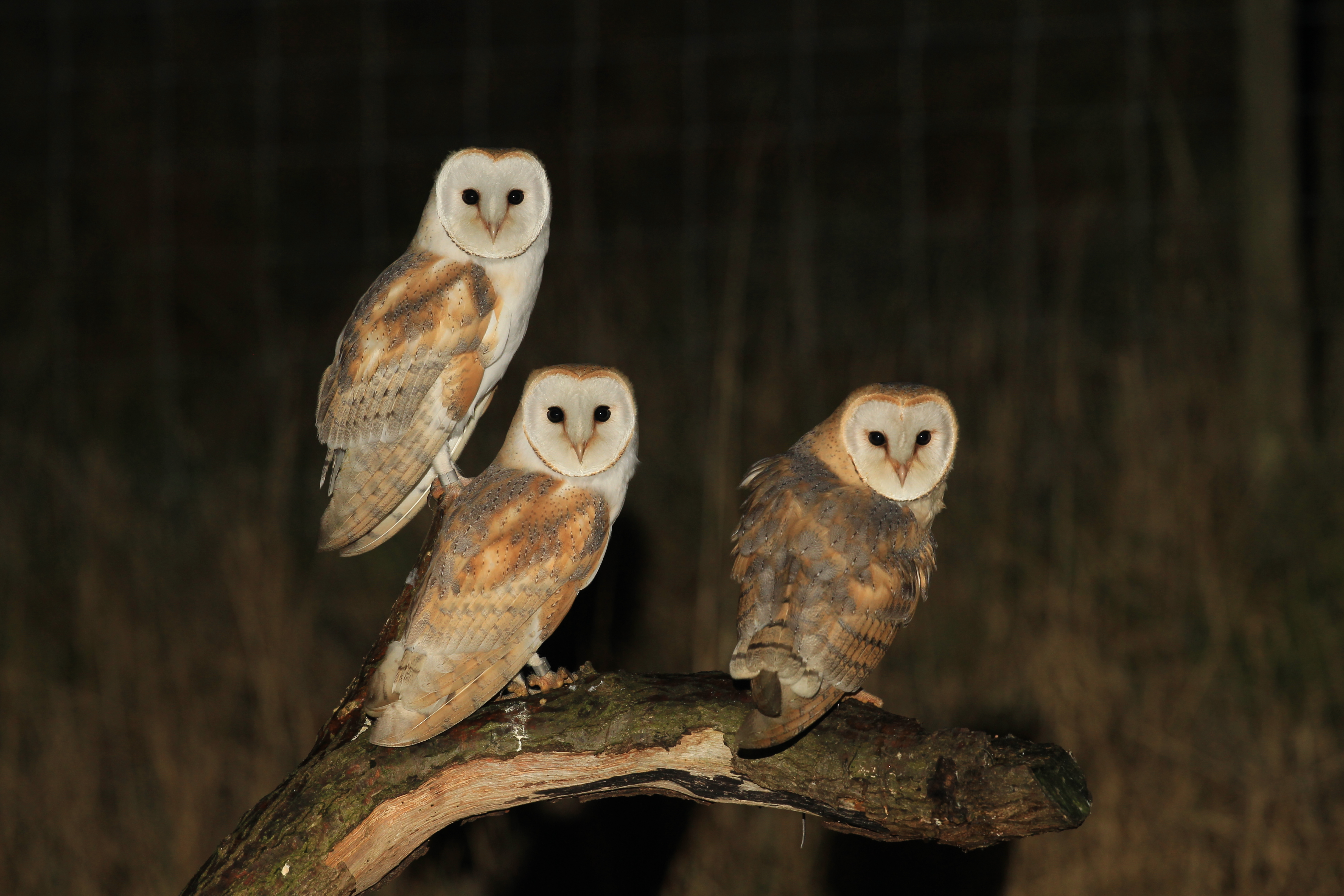 three barn owls on a branch