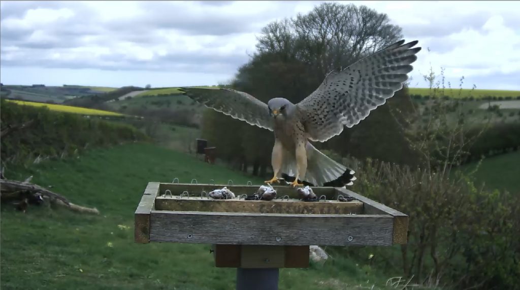 Result! The Kestrel came straight down to feed on his new feeding post