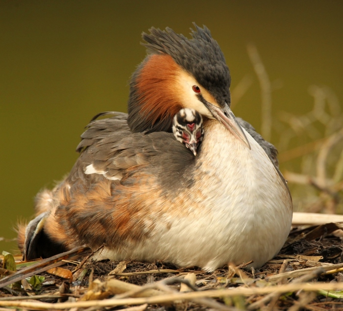 Bringing Up Baby: Great Crested Grebes piggyback their stripey chicks, photo by Robert E Fullre