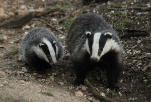 Bringing Up Baby: Badgers: Art Exhibition by Robert E Fuller