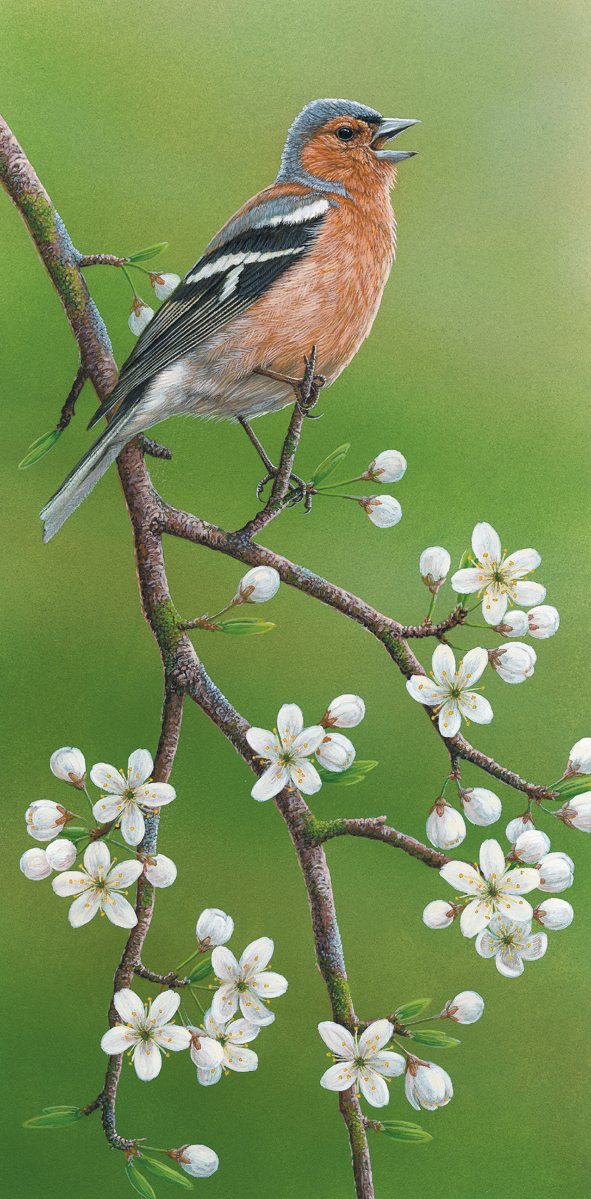 Learn bird song for dawn chorus, chaffinch painting by Robert E Fuller