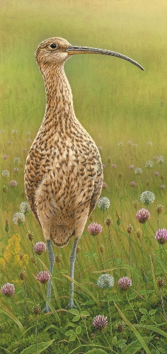 Curlew painting by Robert E Fuller