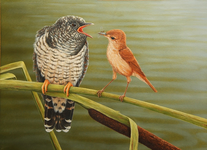 Cuckoo, painted by Robert E Fuller.