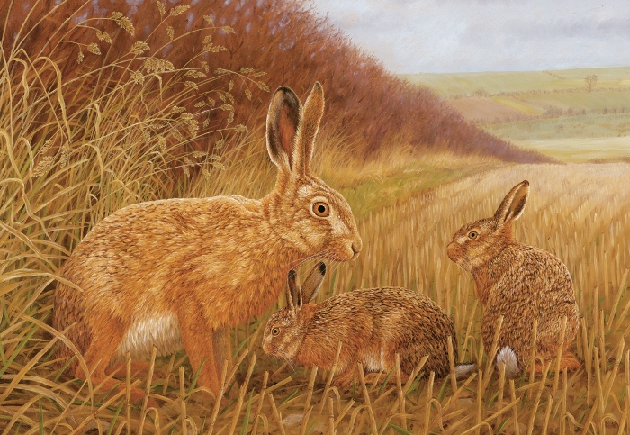 Art print featuring hare with leverets, by Robert E Fuller