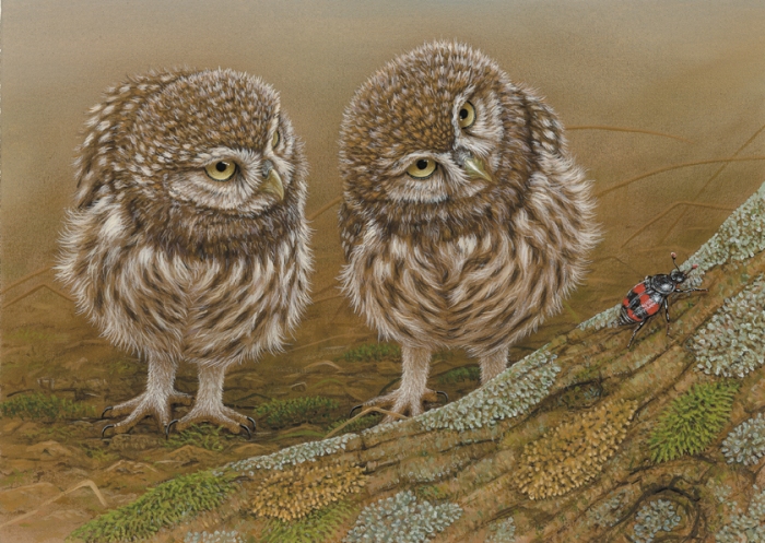 Little owls art print by Robert E Fuller