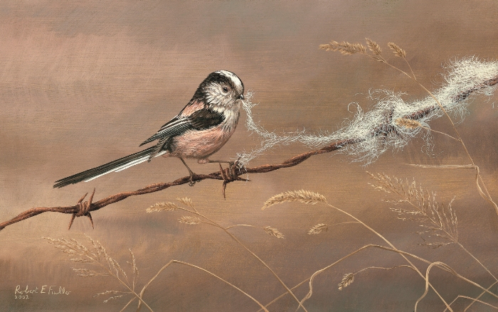 Long tail tit painted by Robert E Fuller