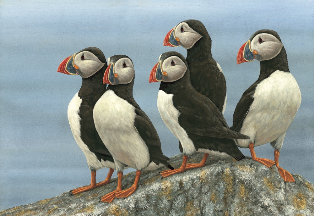painting inspired by watching puffins