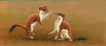 Stoat cubs painting by Robert E Fuller