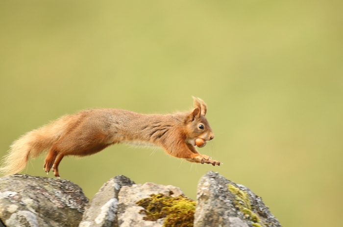 Yorkshire Red Squirrel, photo by Robert E Fuller