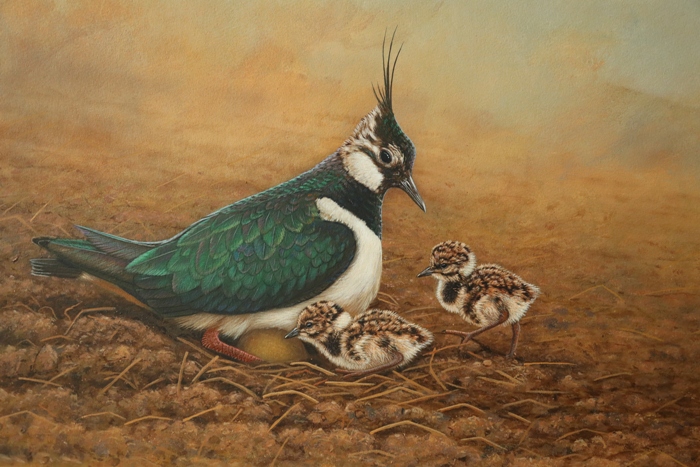 Lapwing & Chicks, painting by Robert E Fuller