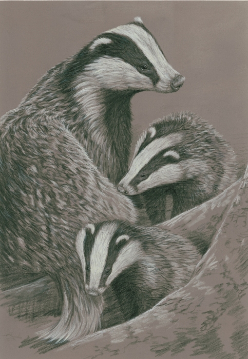 Badger with cubs painted by Robert E Fuller