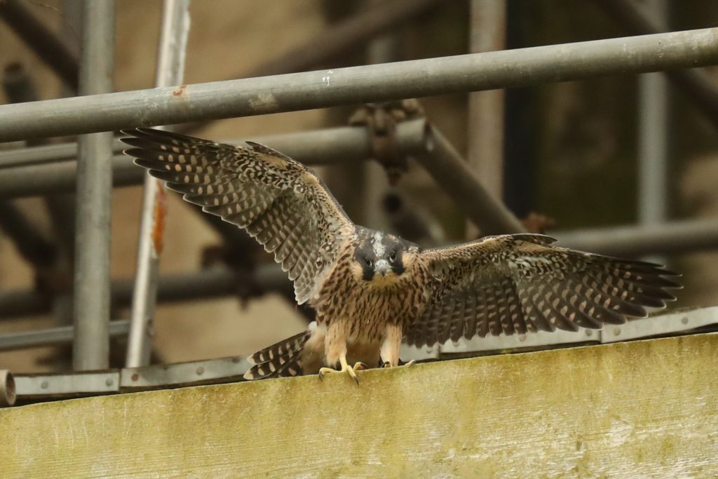Juvenile Peregrine Falcon practising take off from some scaffolding on York Minster Photo: Robert E Fuller