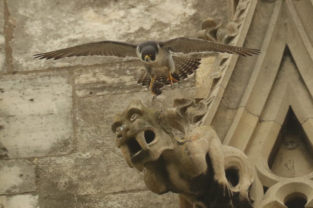Juvenile Peregrine Falcon on York Minster Photo: Robert E Fuller