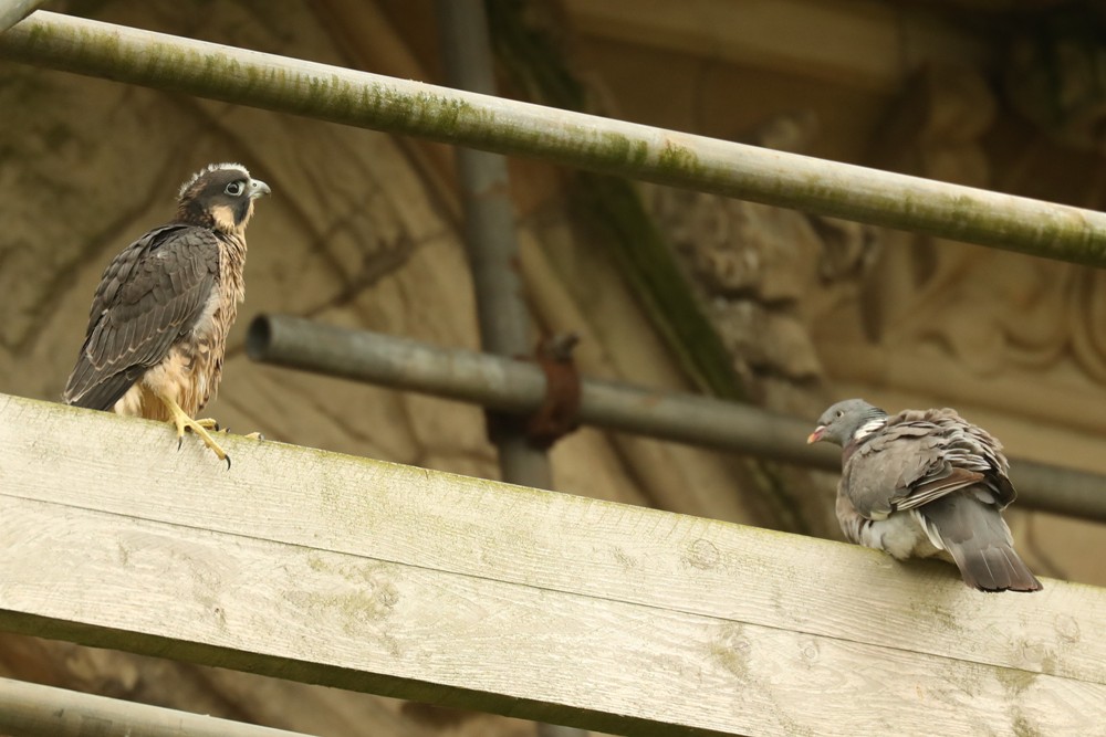 Juvenile Peregrine Falcon with Wood Pigeon Photo: Robert E Fuller