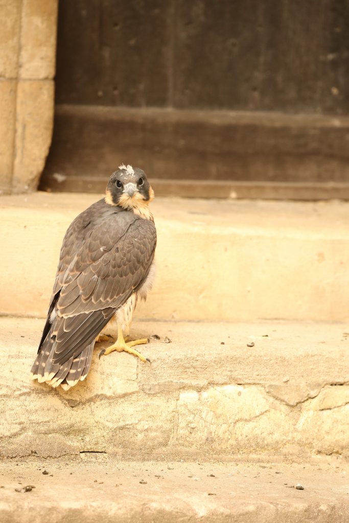 Juvenile Peregrine Falcon found on the ground in Dean's Garden behind York Minster Photo: by Robert E Fuller