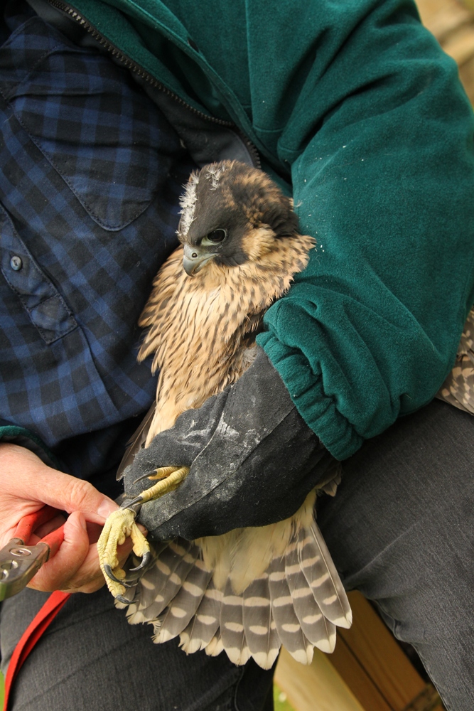 Ringing the Juvenile Peregrine Falcon Photo: Robert E Fulller