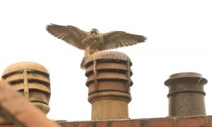 Juvenile Peregrine Falcon on top of a Chimney Pot in York Photo: Robert E Fuller