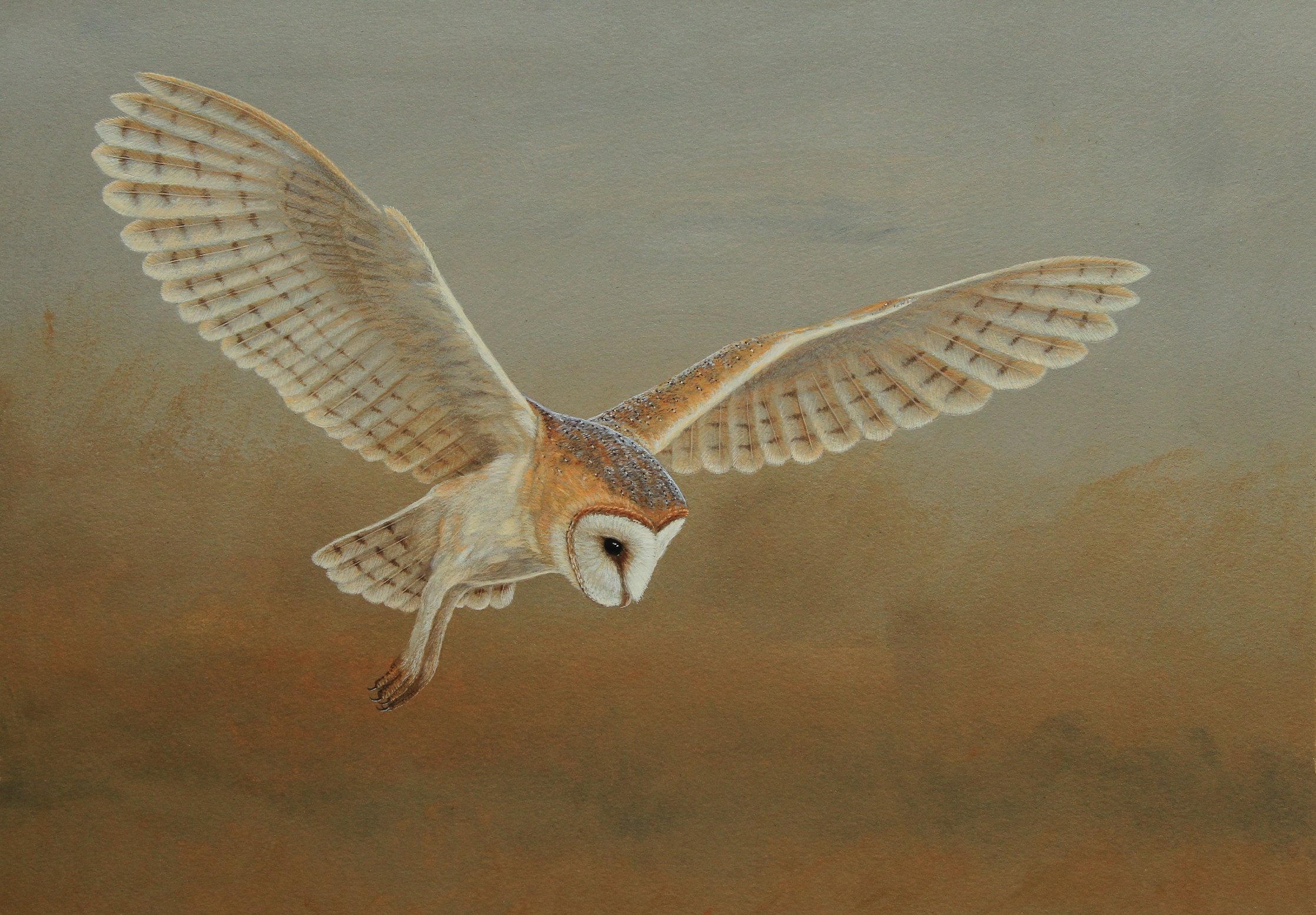 Barn owl painted by Robert E Fuller