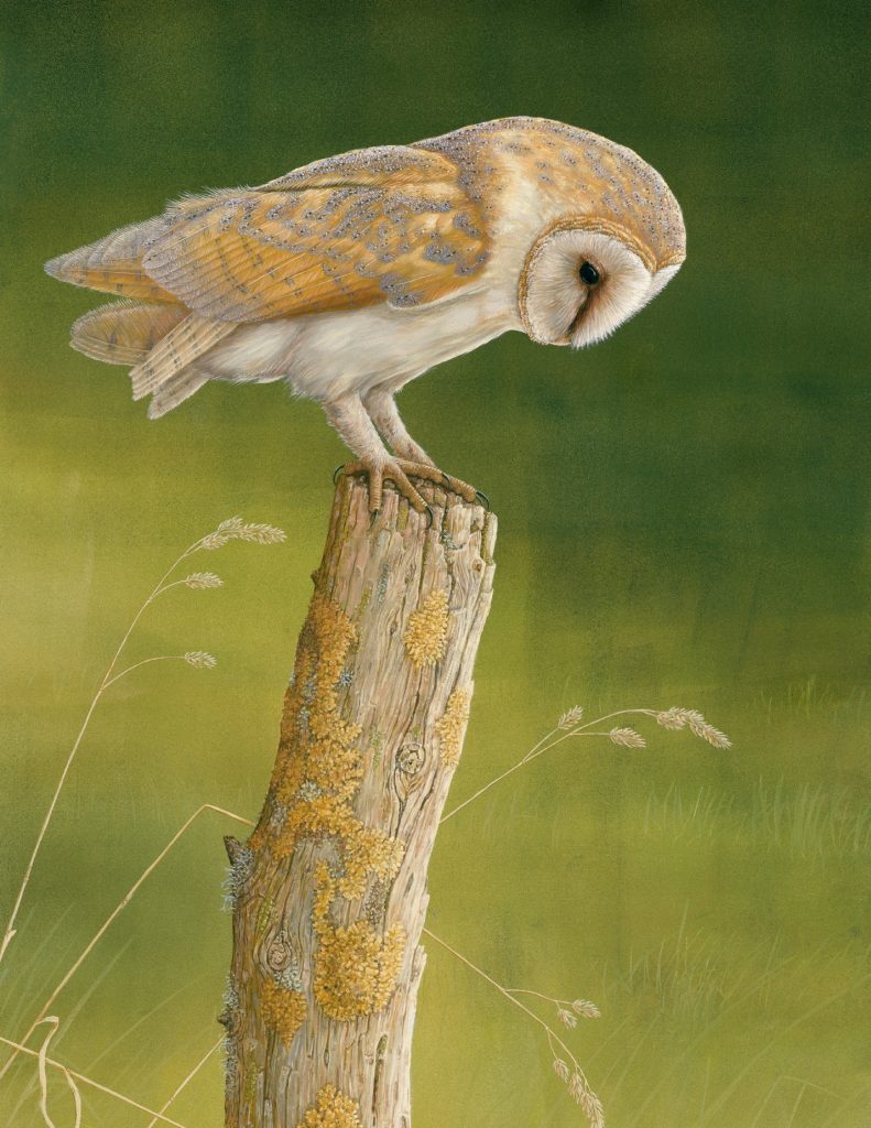Barn owl art print by robert e fuller showing a barn owl perched on a post with a green field backdrop