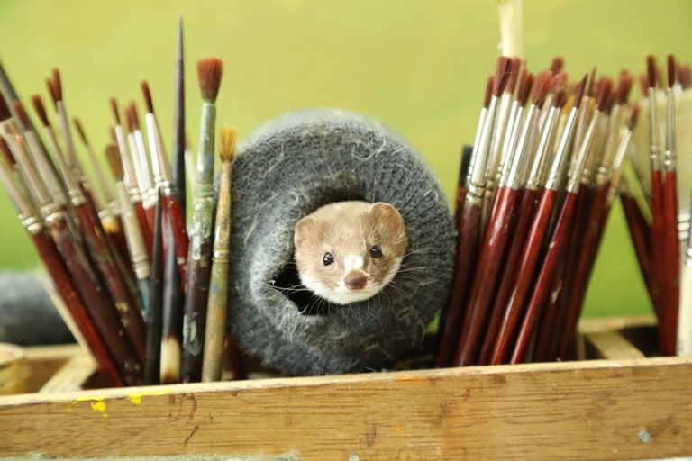 Fidget my Pet weasel emerges from a sock that he calls home in my artist's studio