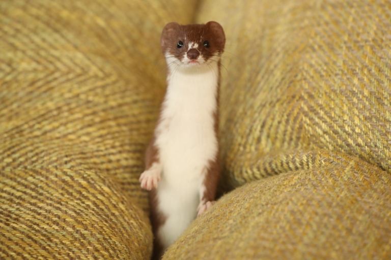 Sofa time with Fidget my pet weasel