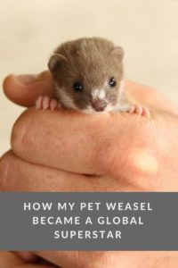 Fidget my pet weasel